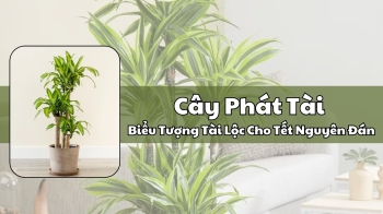 Cây Phát Tài – Biểu Tượng Tài Lộc Cho Tết Nguyên Đán 